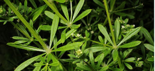 GAILLET GRATERON (Galium aparine)