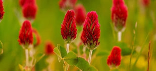 TREFLE ROUGE (Trifolium Pratense)