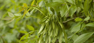 FRÊNE PIQUANT (Zanthoxylum Americanum)