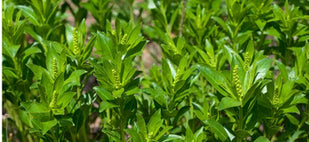 STILLINGIA (Stillingia Sylvatica)